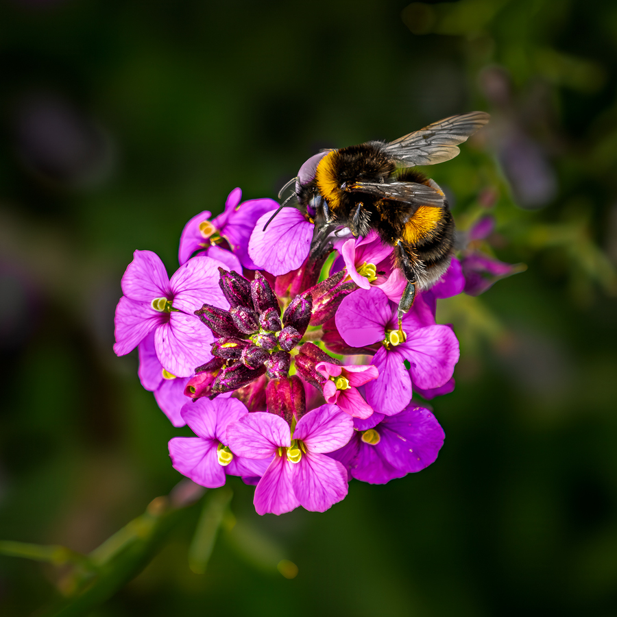 Bumble bee on primrose - Bob Adams